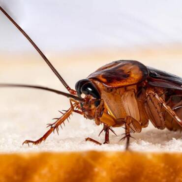 Homeowners Guide for Getting Rid of Summer Ants