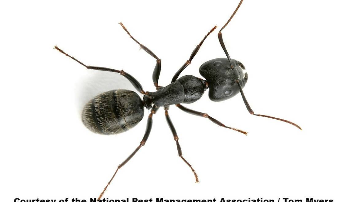 How to Get Rid of Mice in Walls and Attics