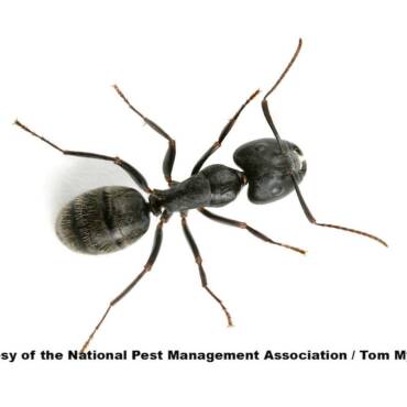 How to Get Rid of Mice in Walls and Attics