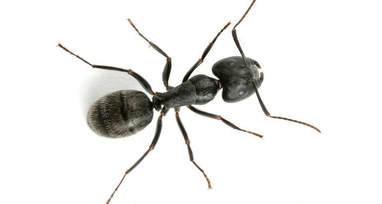 How to Get Rid of Mice in Walls and Attics